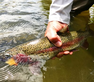 trout with fly in the mouth