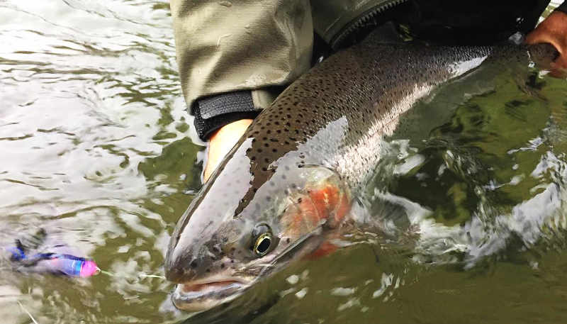 Guided Fly Fishing Trips Sandy River