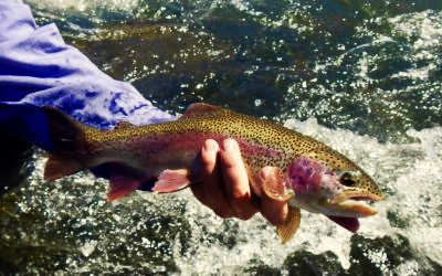 Deschutes River Trout Fly Fishing