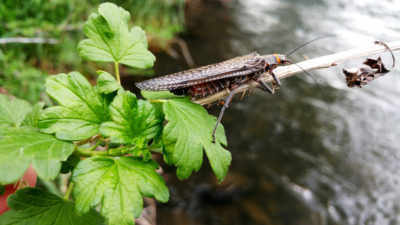 Trout Fly Fishing Late Spring Portland